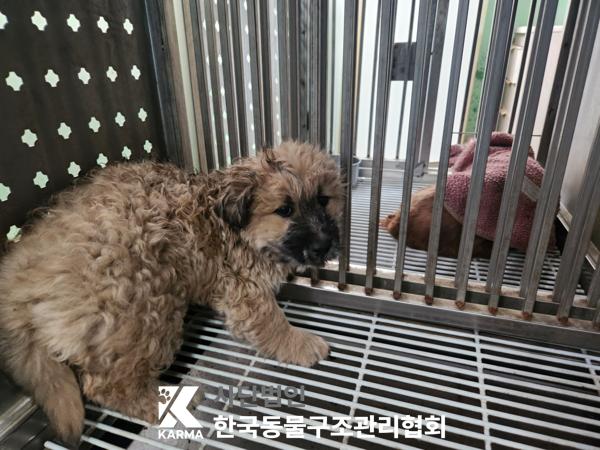 한국동물구조관리협회_441406202500168